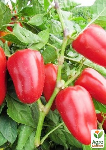 Перець "Спарк F1" ТМ "Lark Seeds" 500шт