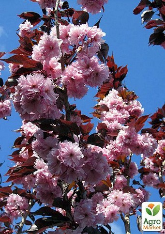 Сакура червонолистна «Роял Бургунді» (Royal Burgundy) висота 100см - фото 2