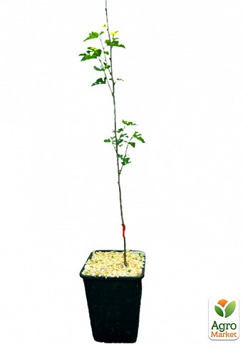 Шелковица "Черная жемчужина" укорененная в контейнере (саженец 2 года) - фото 3