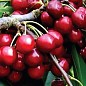 Черешня "Аншлаг"