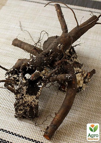 Пион ИТО "Cora Luise" 1шт в упаковке - фото 2