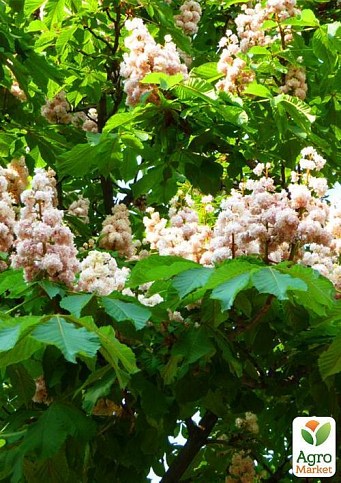 Каштан зелений "Кінський" (найпопулярніший різновид) висота 20-50см - фото 3