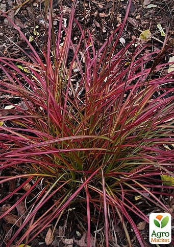 Унцінія "Rubra" (вазон Р9) - фото 2
