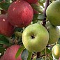 Эксклюзив! Дерево-сад Яблоня "Гала Маст+Семеренко" 