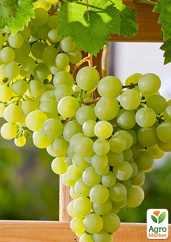 LMTD Виноград "Dr. Smidtmans" (сортовой, укорененный) - фото 2