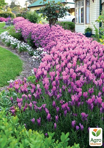 Лаванда французька широколиста "Princess" - фото 3