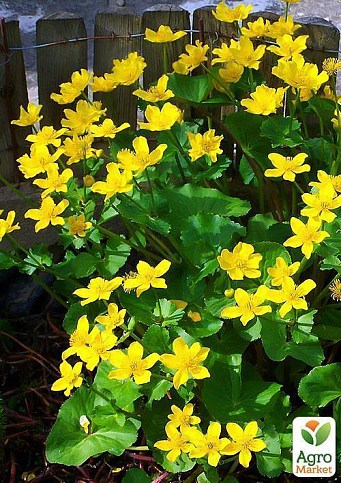 Калужница болотная - фото 2