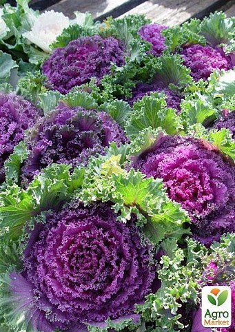 Капуста декоративная "Безумный декор" (Brassica oler.) дм 13 см выс. 20 см