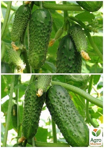 На вагу Огірок "Виноградне гроно F1" ТМ "Весна" ціна за 2г - фото 4