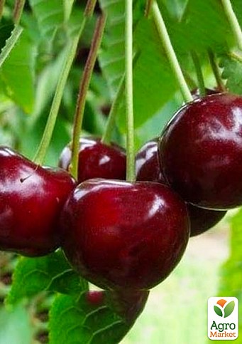 Вишня "Афродита" (летний сорт, средний срок созревания)