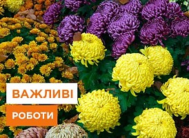 План садово-городніх робіт на вересень - корисні статті про садівництво від Agro-Market
