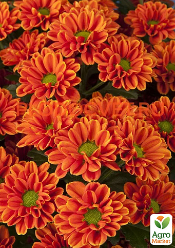 Хризантема кущова середньоквіткова "Jackson Bronze"