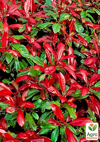 Фотинія Фразера "Little Red Robin" вазон Р9 - фото 2