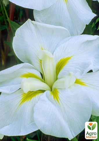 Ирис мечевидный японский (Iris ensata) "White Ladies" 
