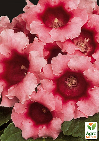 Глоксинія "Аванті F1" персиково-рожева ТМ "Vesna Select" 5шт