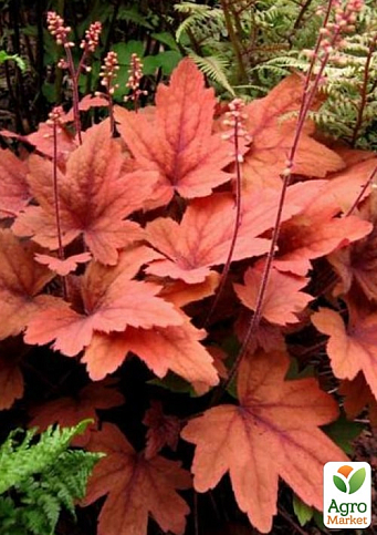 Гейхерелла (Heucherella) "Sweet Tea" С1 (высота 15-30см) - фото 2