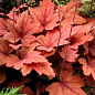 Гейхерелла (Heucherella) "Sweet Tea" С1 (высота 15-30см) купить