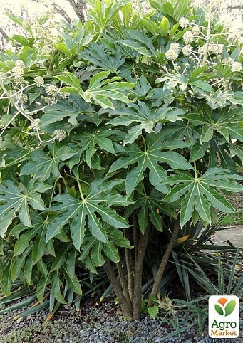 Фатсия "Волшебная" (Fatsia japo.)  дм 17 см выс. 50 см