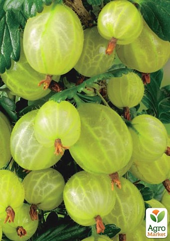 Крыжовник "Инвикта" 2х-летний, укорененный в контейнере  - фото 3