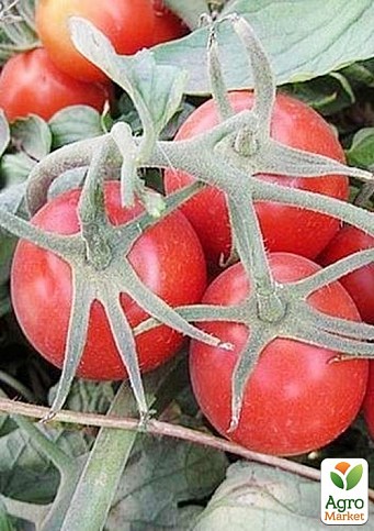 Томат детерминантный "2206 F1" ТМ "Lark Seeds" 100000шт
