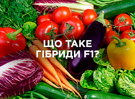 Гібриди F1: особливості, переваги та як їх вирощувати | Agro-market
