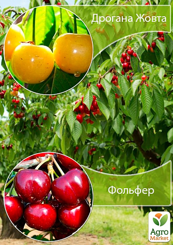Дерево-сад Черешня "Жовточок"+Черешня "Фольфер"