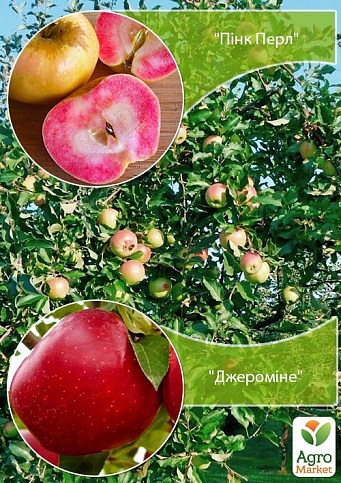 Дерево-сад Яблоня "Пинк Перл+Джеромине" 