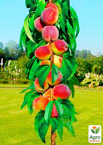 Персик колоновидний на штамбі "Сувенір" (вік від 2-х років)