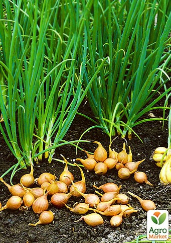 Лук-севок 1кг (арбажейка) "Семейный" (на зелень) (Украина) - фото 3