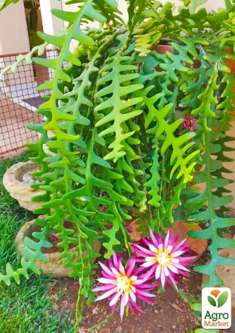 Эпифилум "Anguliger" - фото 3