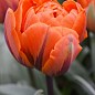 Тюльпан "Monte Orange" (розмір 11/12, великий) 3шт в упаковці