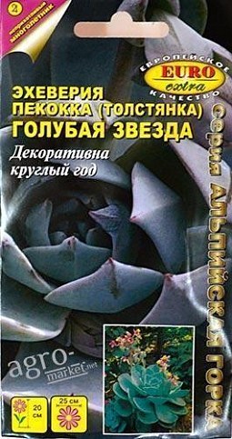 Эхеверия пекокка (толстянка) "Голубая звезда" ТМ "АЭЛИТА" 10шт