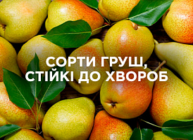 Сорти груш, стійкі до хвороб: вибір для здорового саду | Agro-market