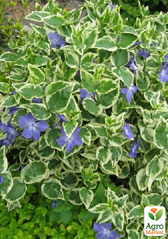 Барвінок ряболистий "Argenteovariegata" (ефектний ґрунтопокривний багаторічник)