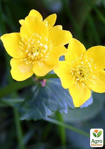 Калужница болотная - фото 4