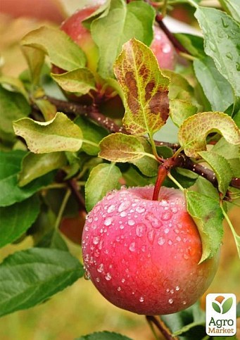 Яблоня "Джумбо помм" (зимний сорт, поздний срок созревания) - фото 2