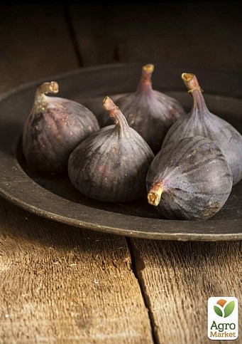 Інжир "Неаполітанський" (Фініковий) з плодом (вік 1,5 року) - фото 2