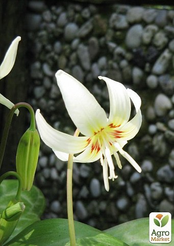 Эритрониум "White Beauty" 1шт в упаковке