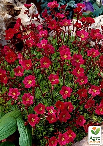 Ломикаменя Арендса "Highlander Red"