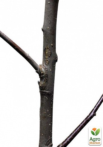 Дерево-сад Яблоня "Джерамини+Питмастон+Амброзия" - фото 4