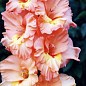 Гладиолус "Настя"