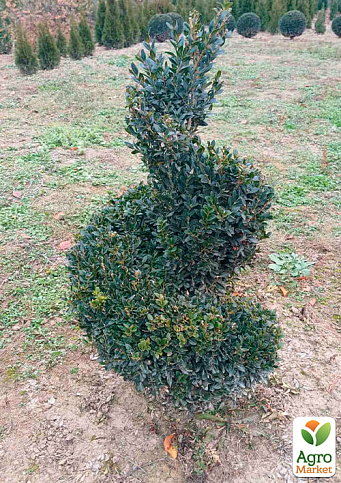 Самшит вечнозеленый формированная спираль, высота 80-90см