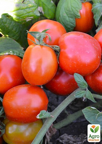 Томат детерминантный "Грандо F1" ТМ "Lark Seeds" 5000шт