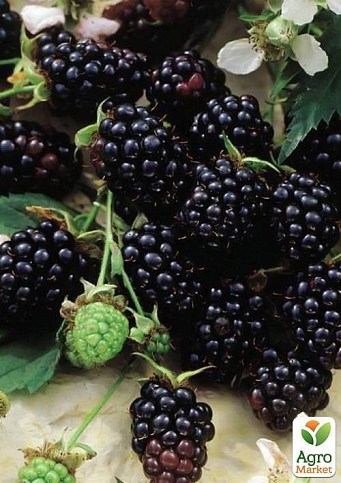 Ежевика поздняя "Честер" (Chester) - фото 2