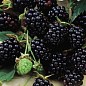 Ежевика поздняя "Честер" (Chester) купить