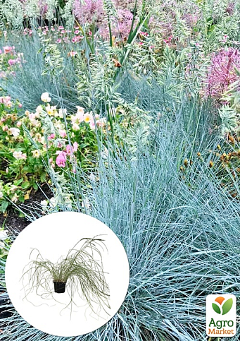 Эрагростис "Blue Eros" вазон С1.5 