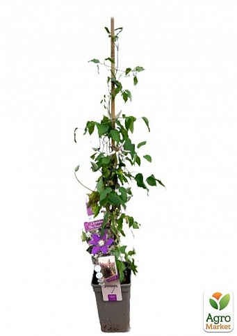 LMTD Клематіс 3-х річний "The Vagabond" (висота 80-90 см) - фото 3