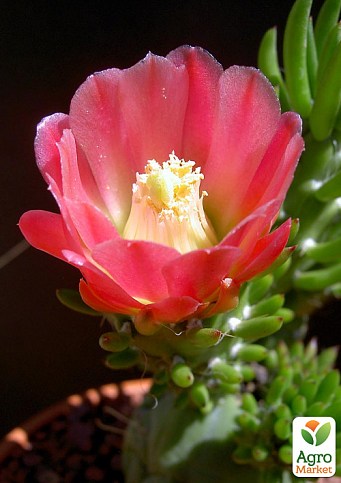 Кактус "Опунция" (Opuntia subulata) (Нидерланды)