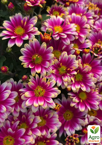 Хризантема мультифлора куляста "Picto Violet Blanc"