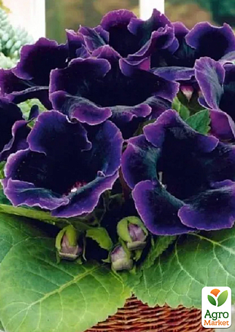 Глоксинія "Аванті F1" синя ТМ "Vesna Select" 5шт